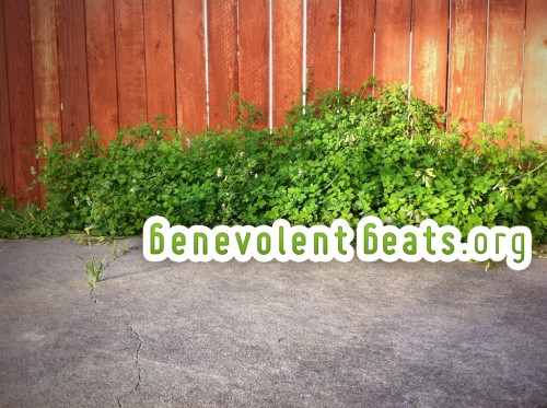 BenevolentBeats.org header
